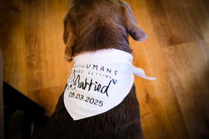 A brown dog wearing a white bandana with 'Adopted' text and a date written on it, sitting on wooden flooring.
