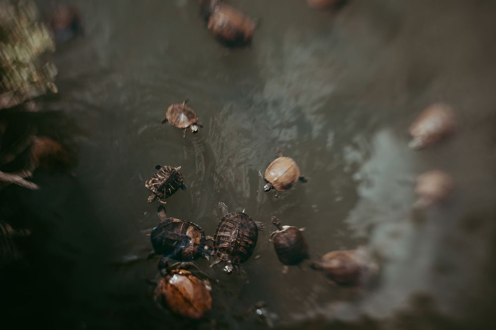 Small turtles gracefully through dark murky waters, creating an ethereal water scene. Whitney Popp, Arizona