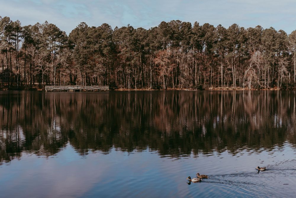 A serene lake surrounded by tall pine trees reflects the forest landscape in its calm waters while ducks swim peacefully. Whitney Popp