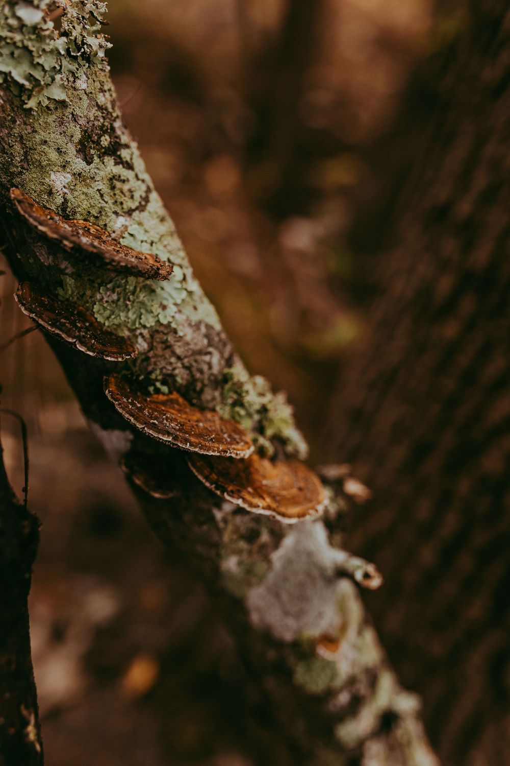 Brown bracket fungi growing on a mossy tree trunk in a dark forest setting. Whitney Popp, Arizona photographer