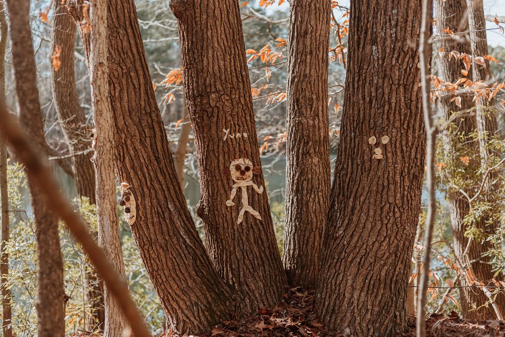 Carved gingerbread man faces in tree bark create whimsical forest art in autumn woods.