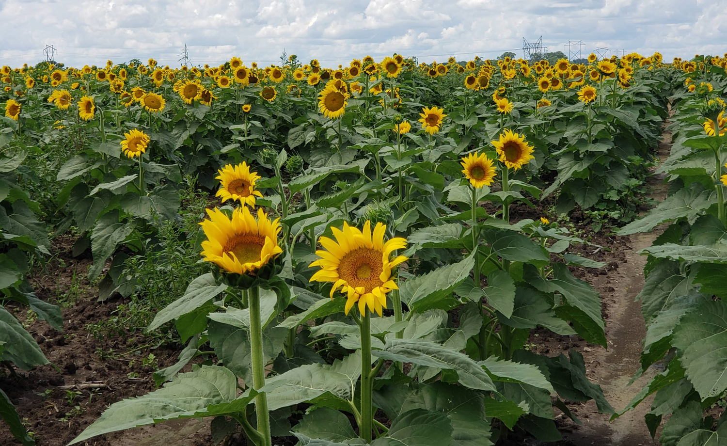 Sunflower field in Indiana