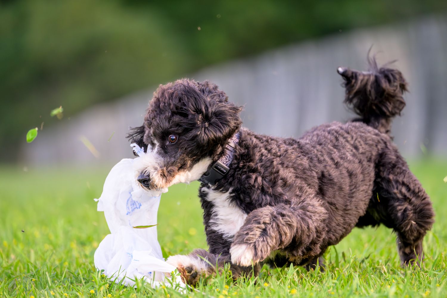 a mixed breed dog running FastCAT