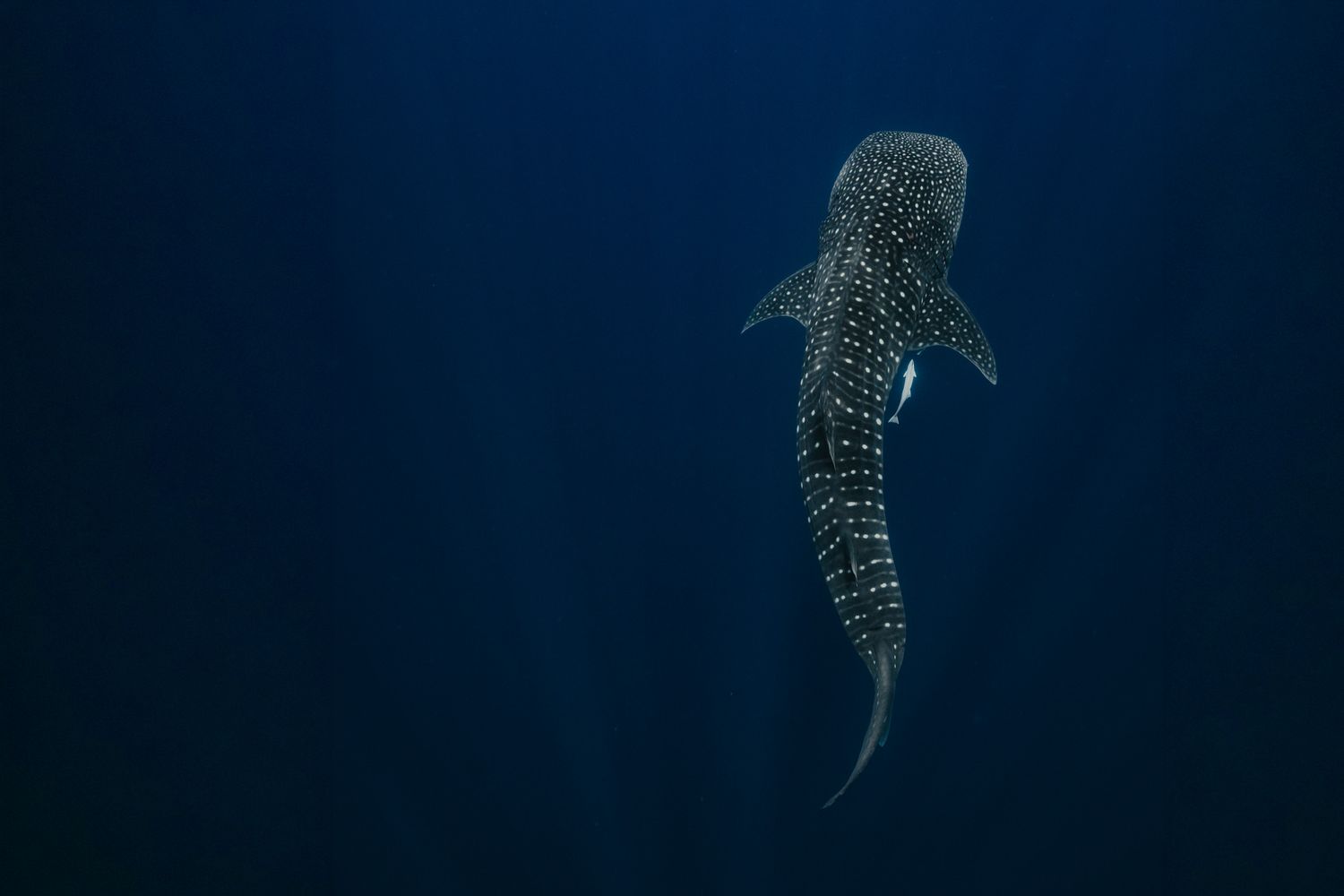 Whale shark swimming in deep blue water at Ningaloo Reef, Western Australia