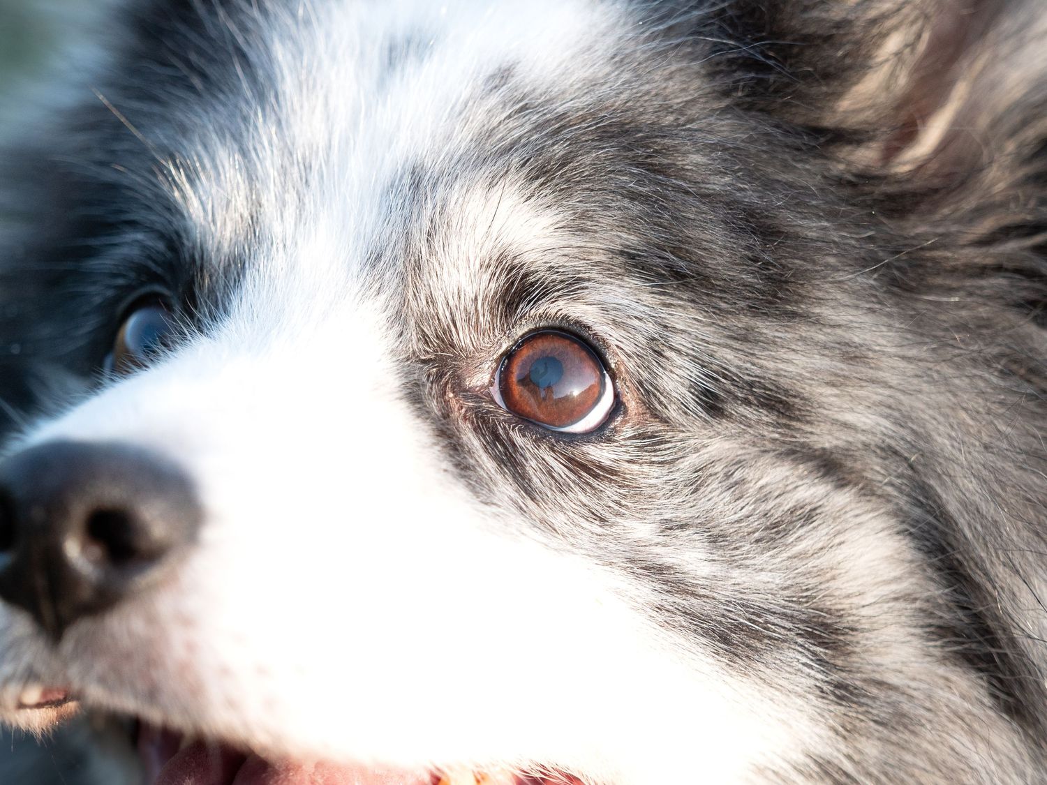 Sheep dog aged 14 close up shot of his eyes. brown eyes. Sherwood pines, Nottinghamshire
wedding photographer
nottingham photographer
derby