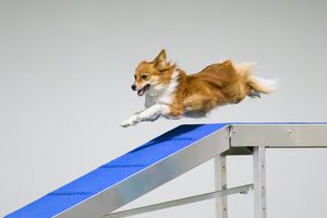 a mixed breed dog flying over the dog walk as it runs an agility course