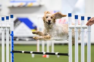 an English cocker spaniel jumping over a hurdle as it runs an agility course