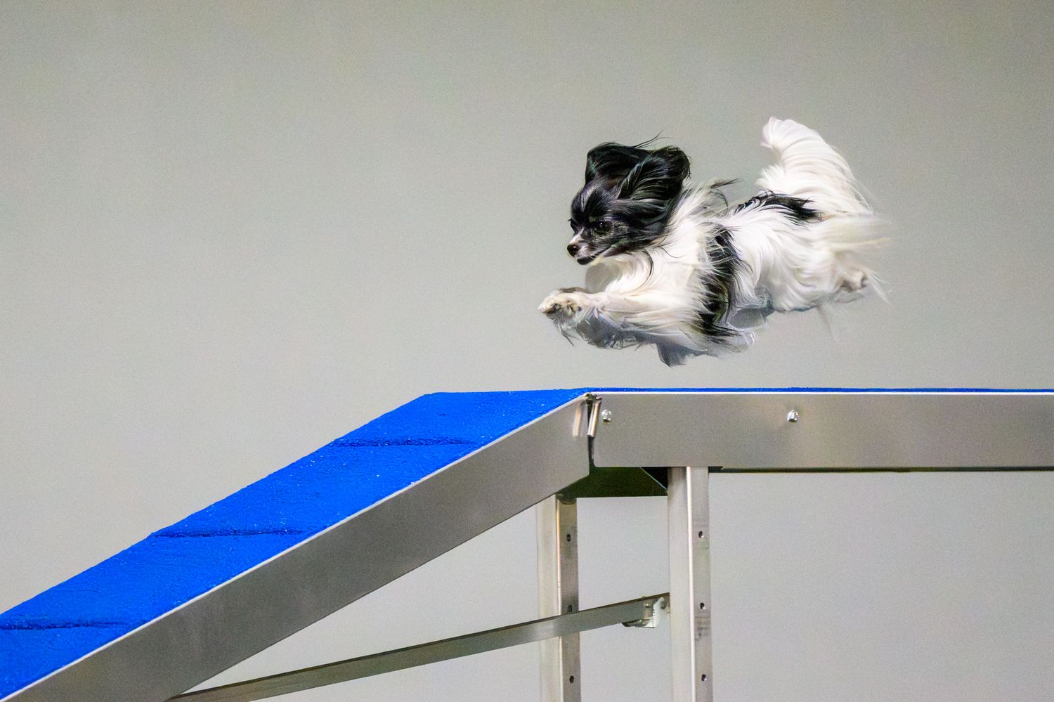 a pavilion running an agility course