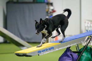 a border collie stepping off the teeter it runs an agility course