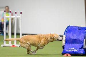 a yellow Labrador  running into a tunnel as it runs an agility course