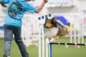 a sheltie jumping over a hurdle as it runs an agility course