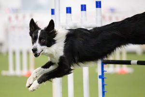 a border collie jumping over a hurdle as it runs an agility course