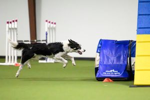 a border collie running into a tunnel as it runs an agility course