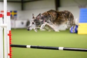 a silken windbound jumping a hurdle as it runs an agility course