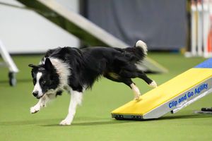 a border collie stepping off the teeter it runs an agility course