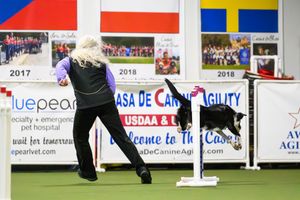 an border collie and it's owner jumping over a hurdle as it runs an agility course