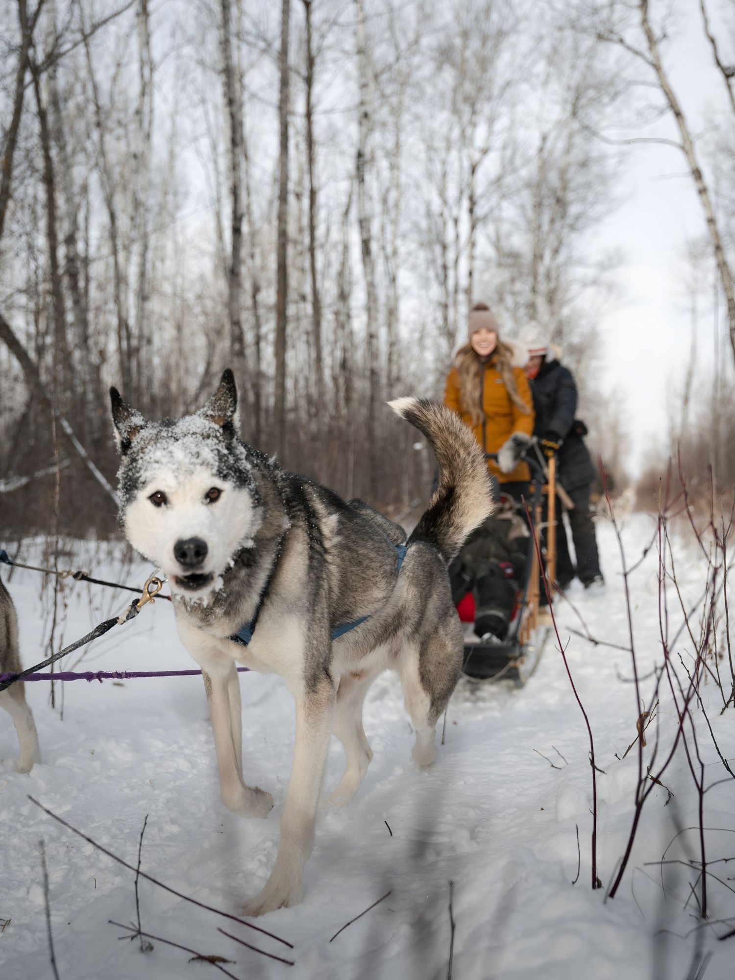 Siberian huskies pulling a sled through a scenic snow-covered birch forest.