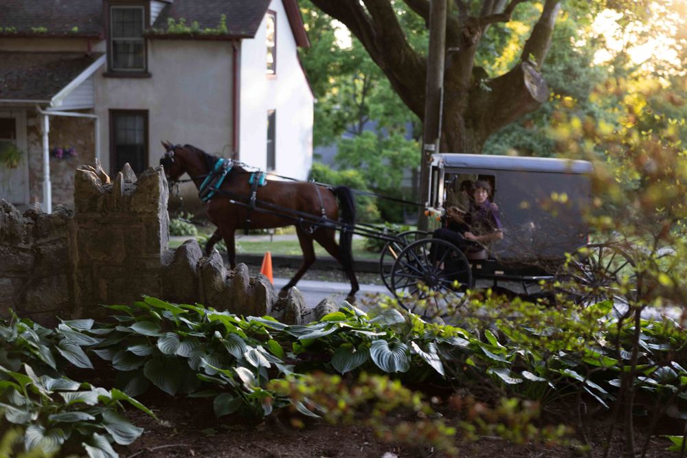 Horse-drawn Amish buggy traveling past a white house on a tree-lined road.