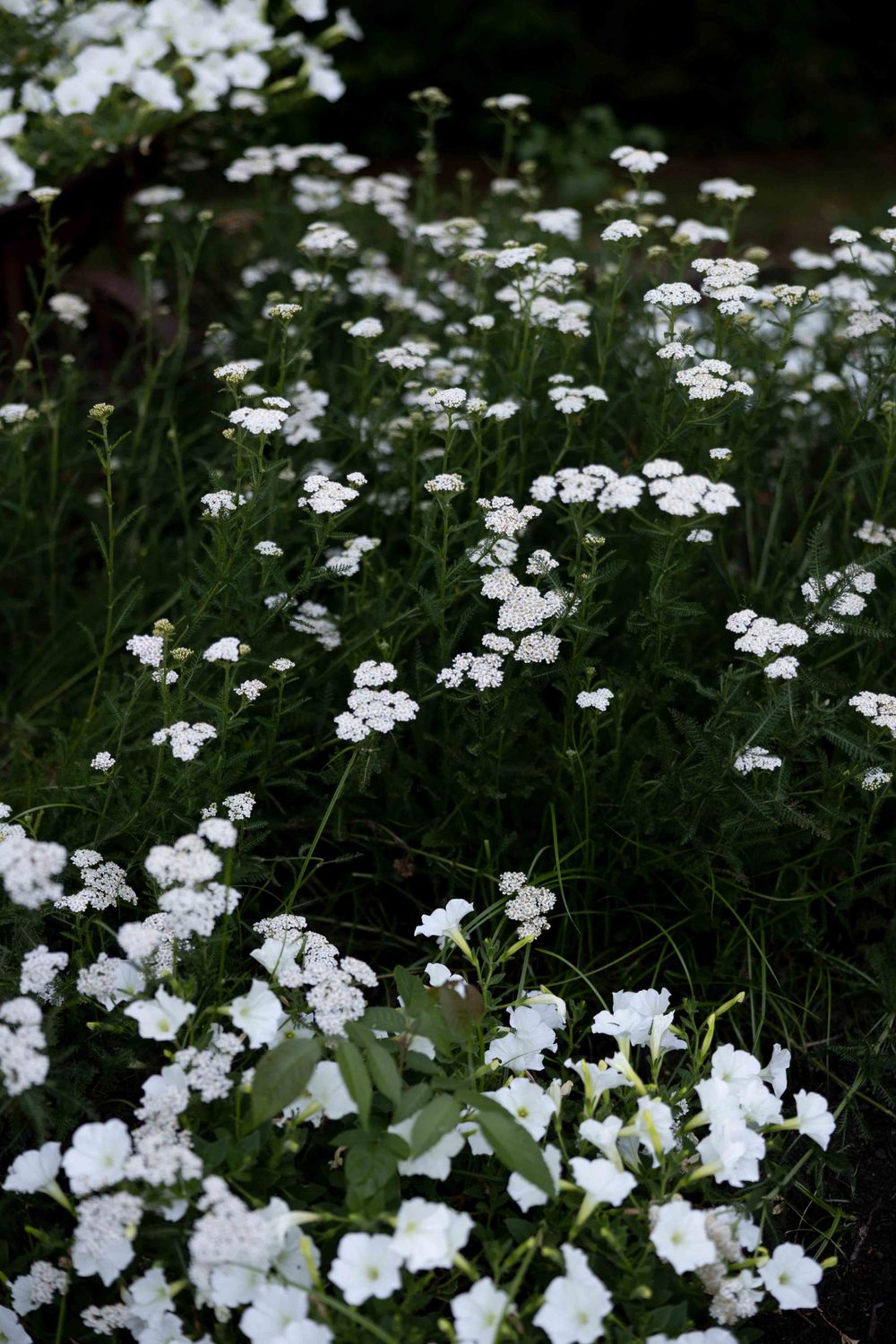 Garden bed filled with delicate white flowers and green stems growing in natural setting.