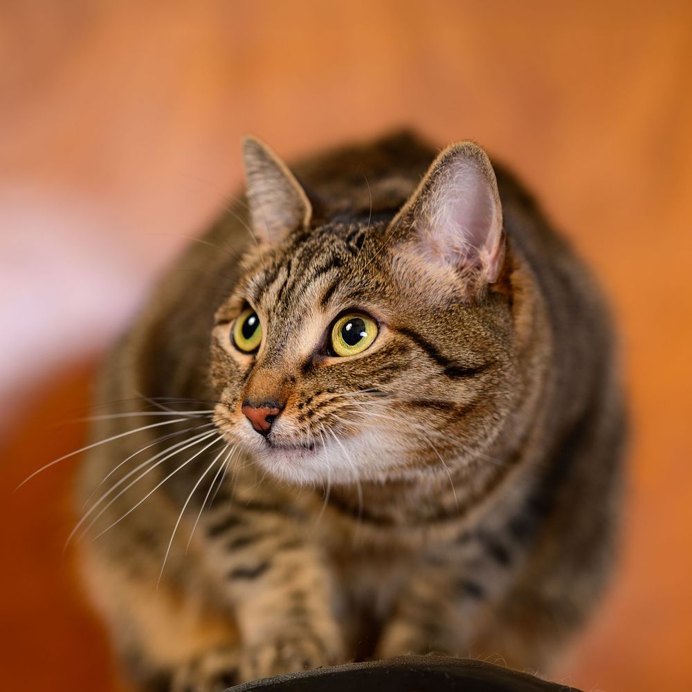 A alert tabby cat with striking yellow-green eyes and brown striped fur gazes intently against a warm wooden background.