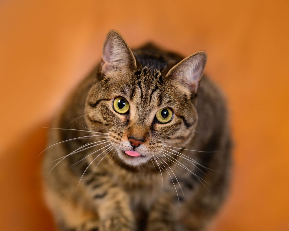 A tabby cat with bright green eyes sticks out its tongue against a warm orange background.