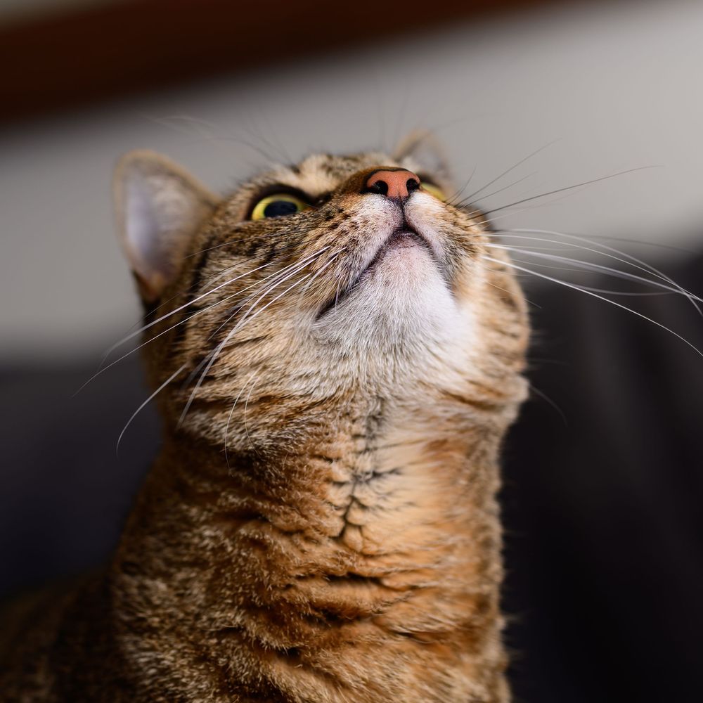 A tabby cat gazes upward with bright yellow-green eyes, showcasing its striped fur and long white whiskers.