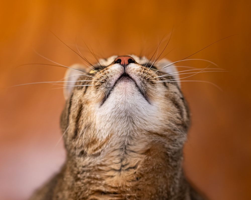 Close-up of a tabby cat looking upward with long whiskers against a warm orange background.