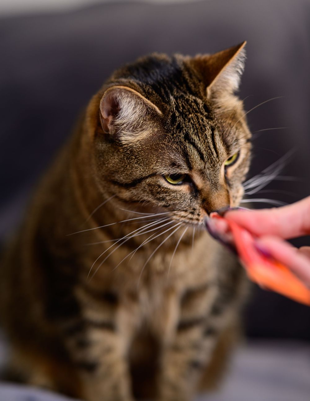 A tabby cat sniffs a piece of orange food being offered by a human hand indoors.