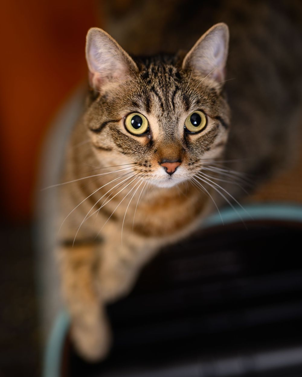 A tabby cat with bright green eyes and white whiskers looks up curiously at the camera.