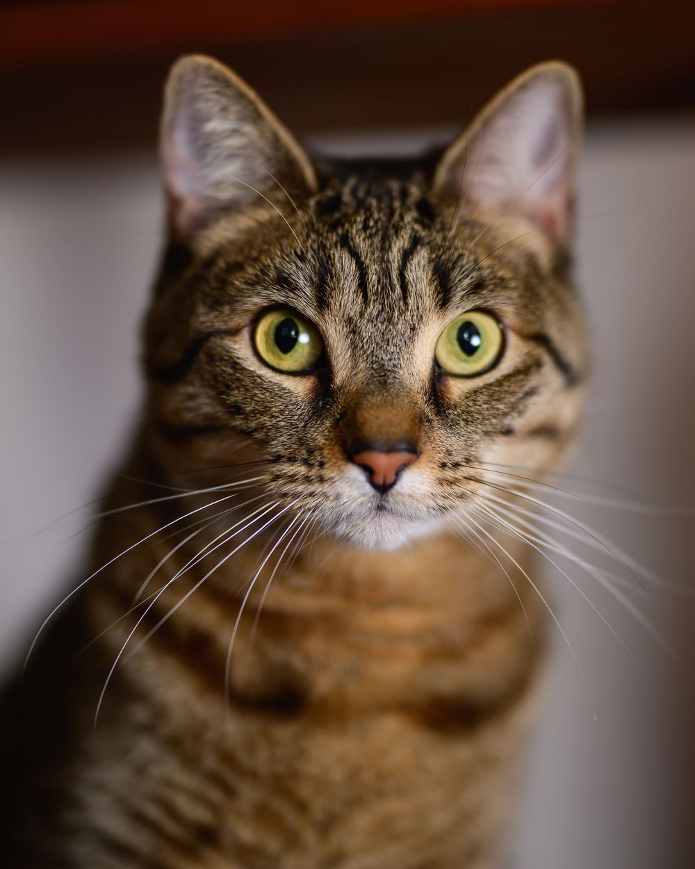 Close-up portrait of a tabby cat with striking green eyes and white whiskers looking at camera.