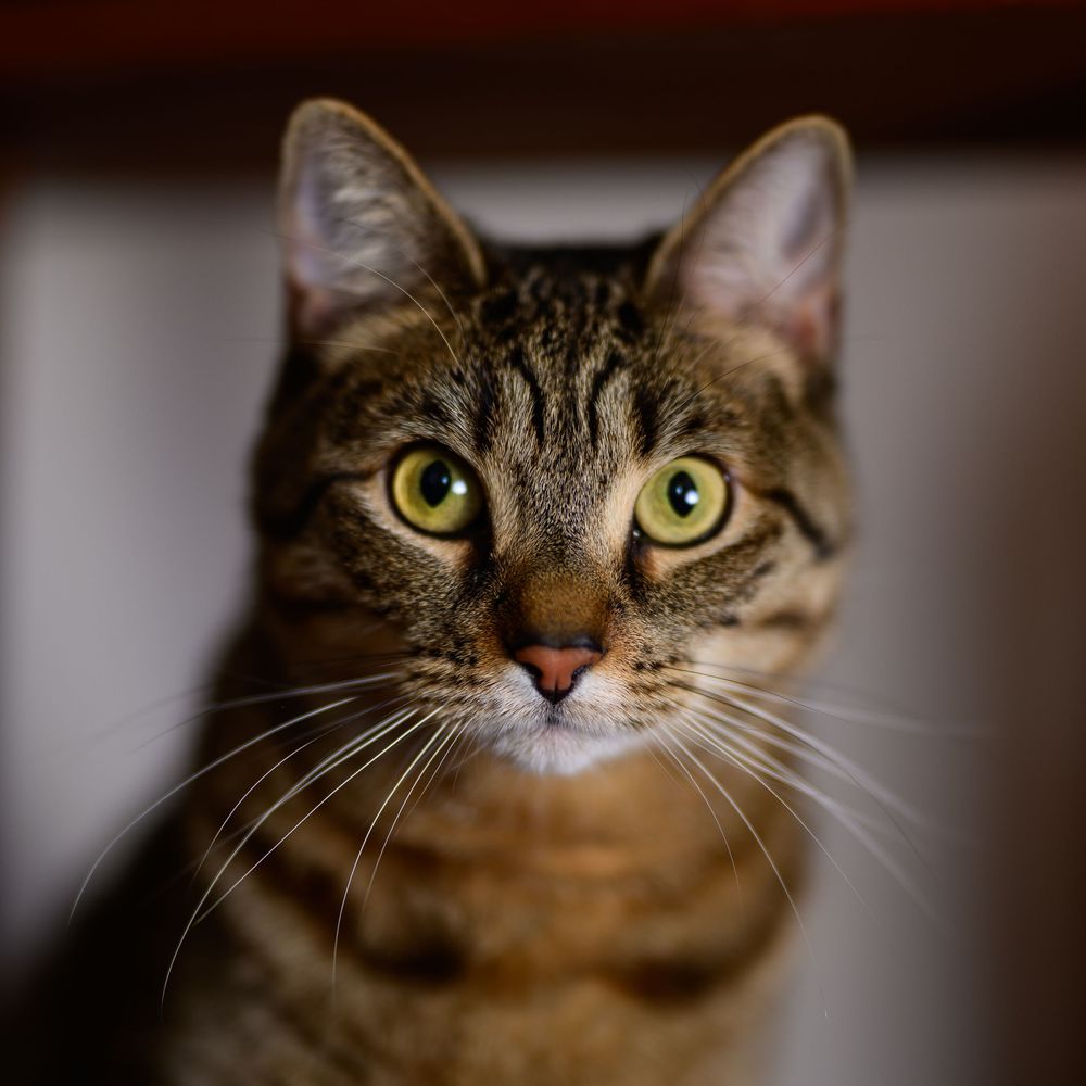 A striking tabby cat with vivid green eyes and bold stripes gazes directly at the camera in a close-up portrait.