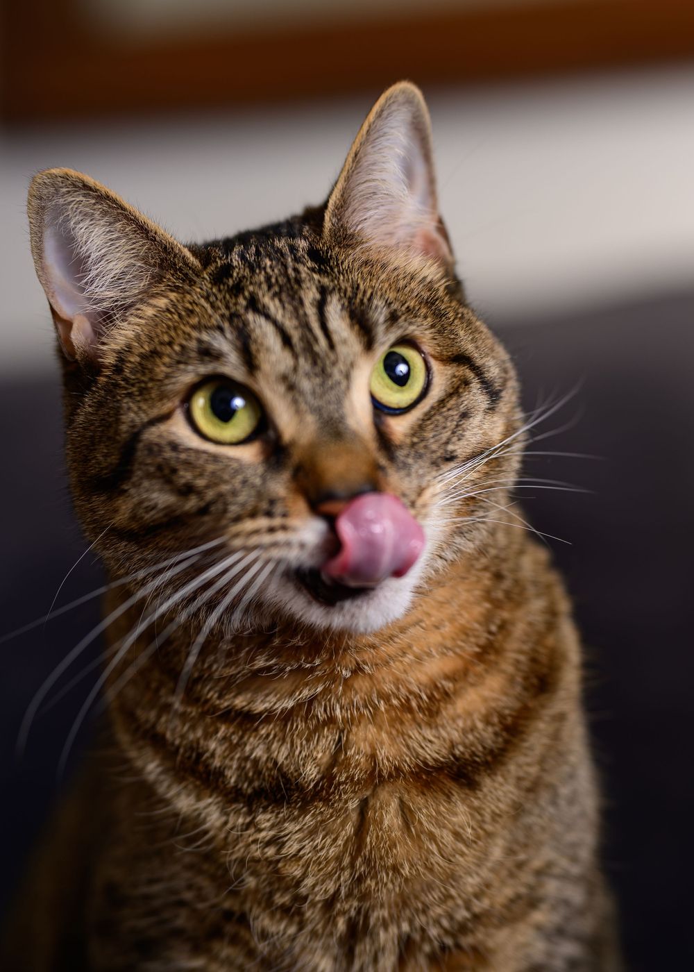 A tabby cat with green eyes licking its nose, looking alert and curious against a blurred background.