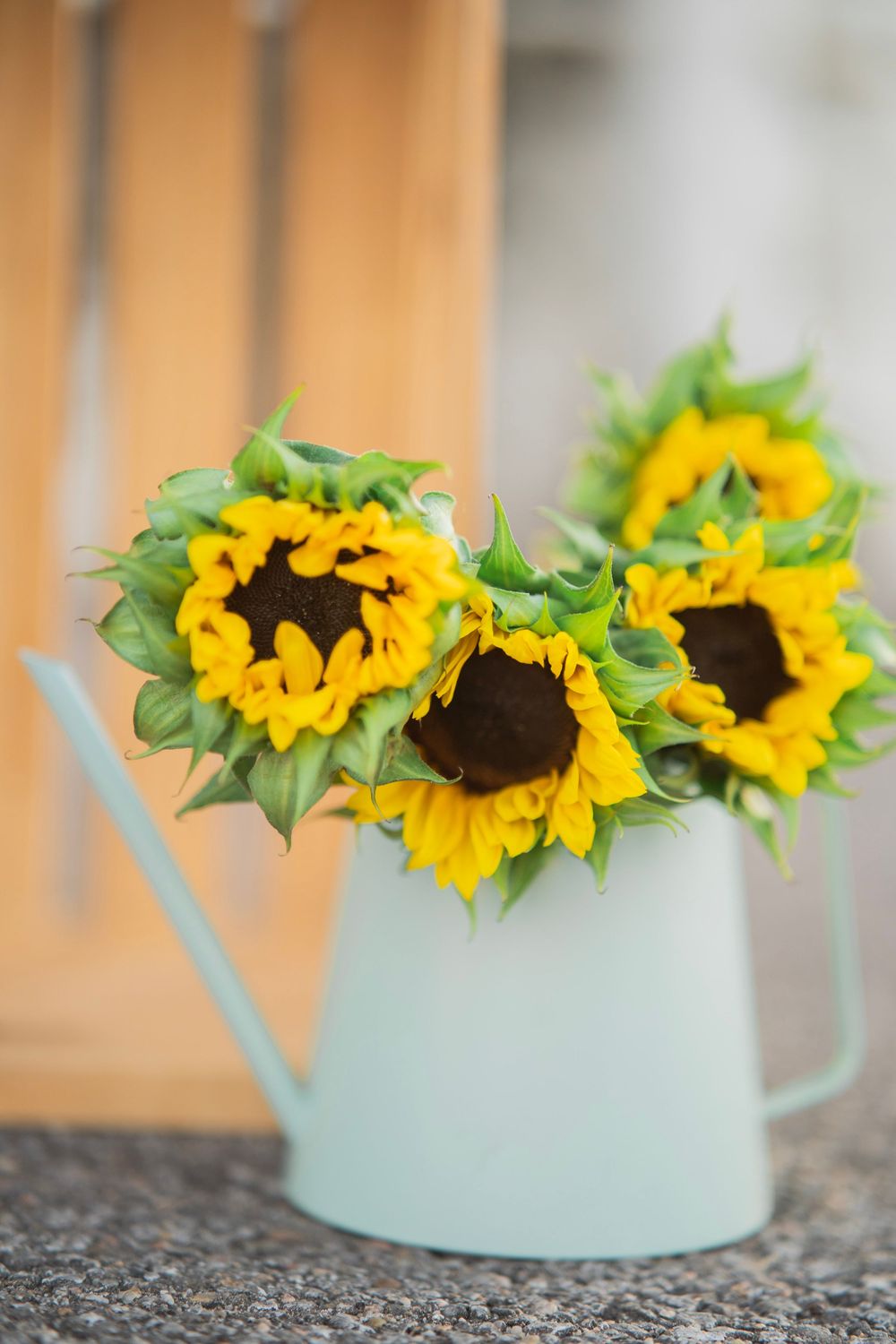 Three bright yellow sunflowers arranged in a mint green watering can on a stone surface.