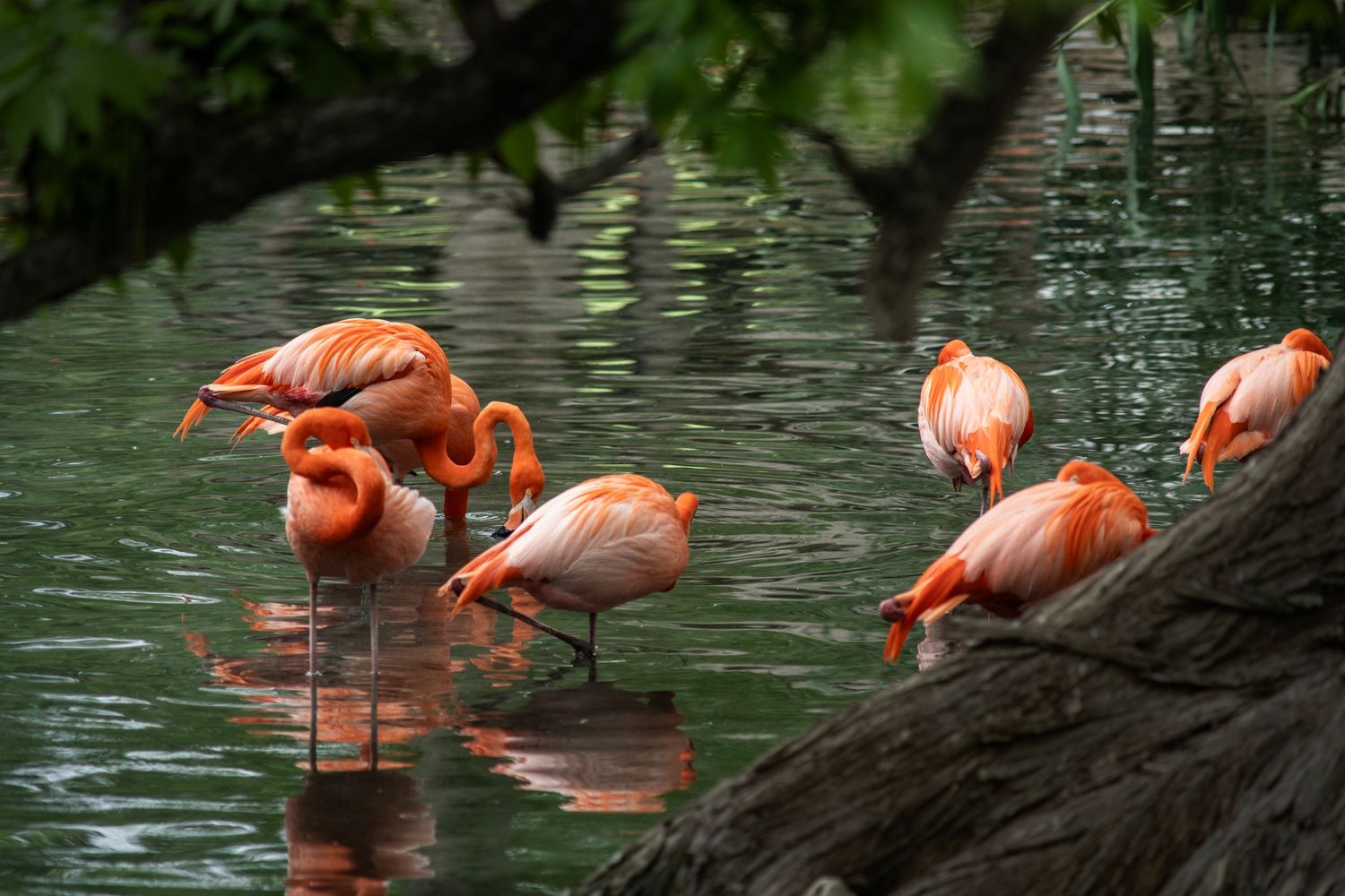 A group of vibrant pink flamingos wading in calm green water surrounded by lush trees.