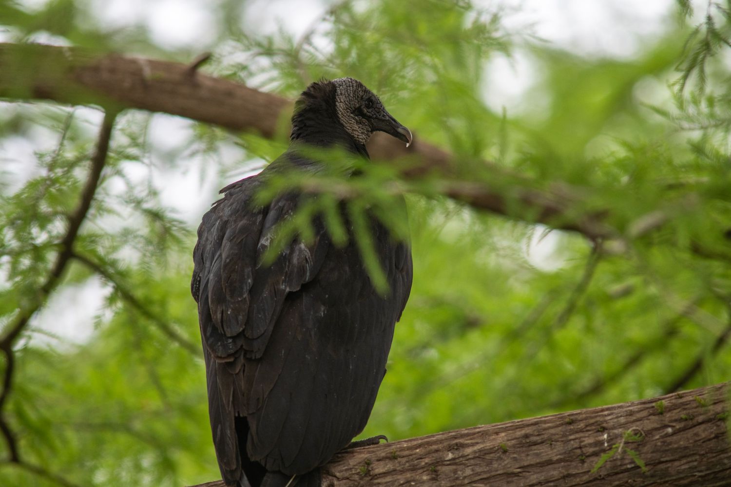 A black vulture perched on a wooden log surrounded by lush green tree branches in a natural outdoor setting.