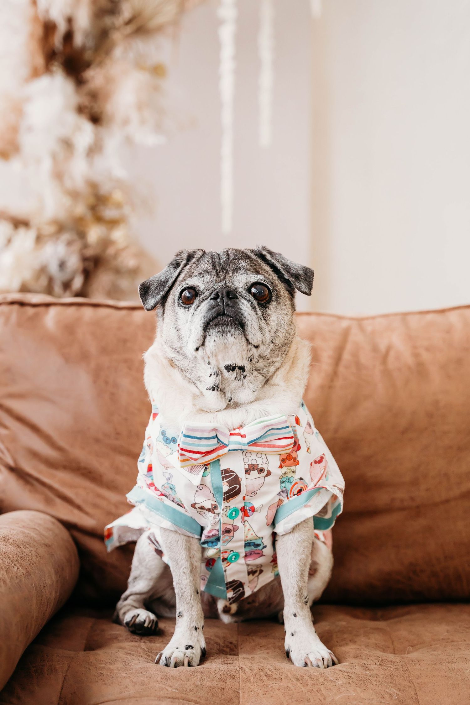 Elderly pug dog wearing a colorful festive outfit sitting on a brown leather couch.