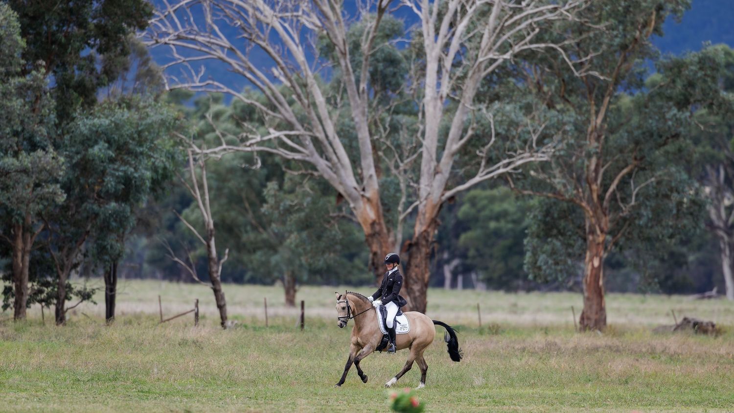 Cathy Bush and Murrydale Park Henrietta against the country backdrop at Young Dressage Association. © Simon Scully, 2026.