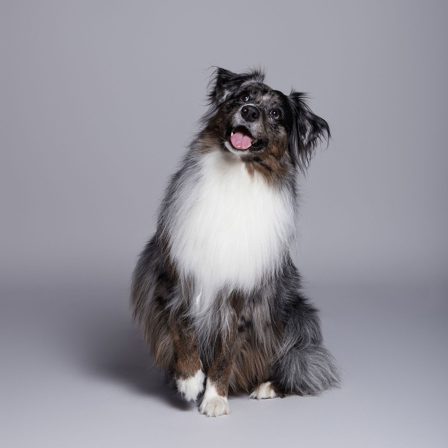 A fluffy blue merle Australian Shepherd sits upright with tongue out against a gray studio background.