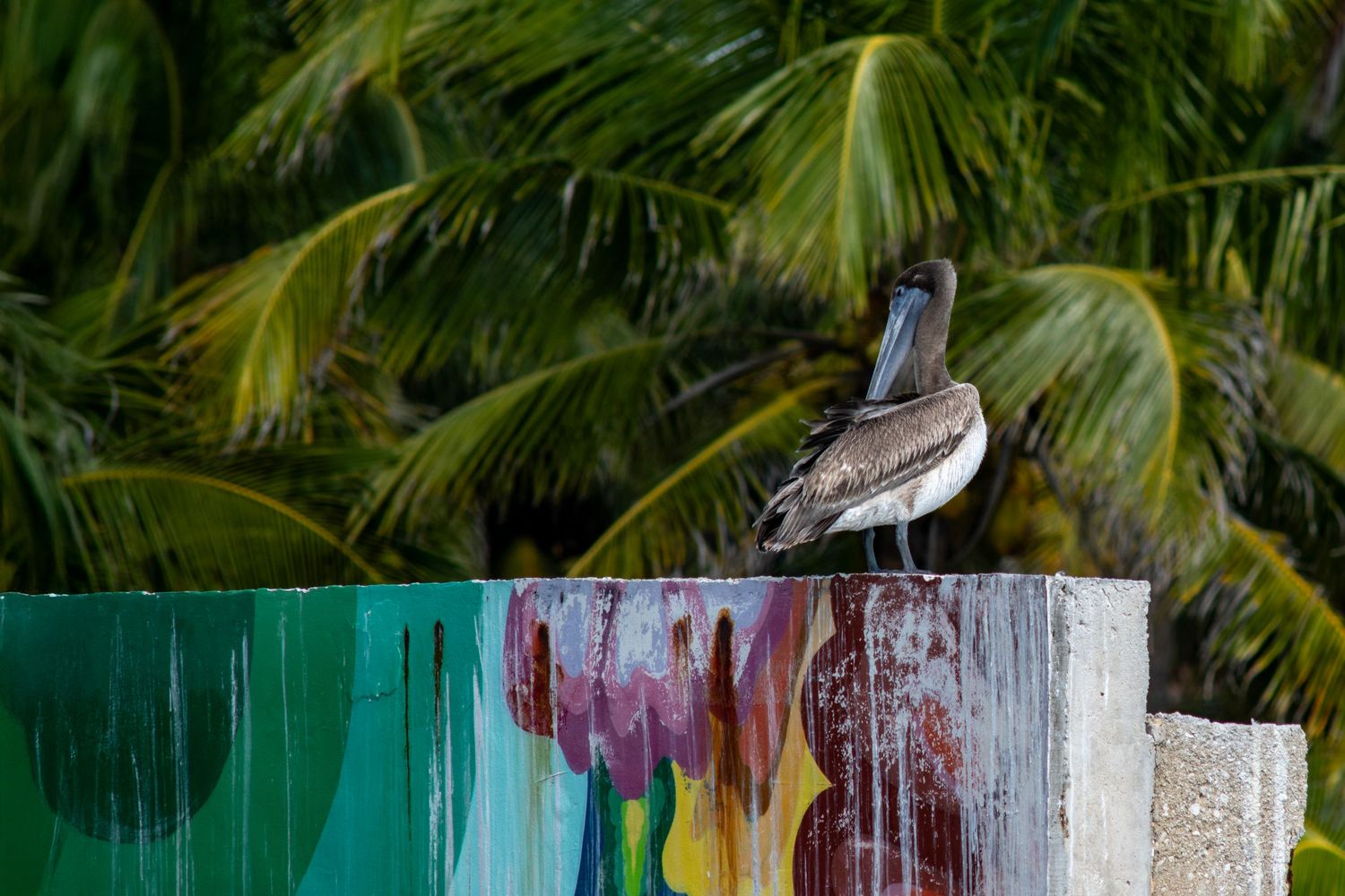 A brown pelican perched on a colorful painted post with lush tropical palm trees in the background.