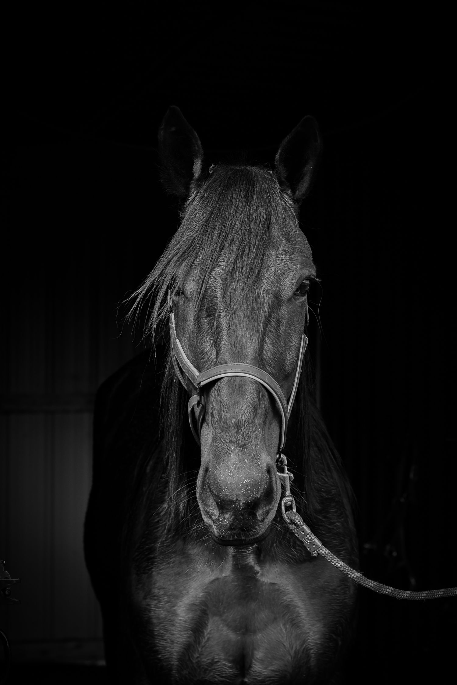 Dramatic black and white close-up portraits of horse's face in dark stable.