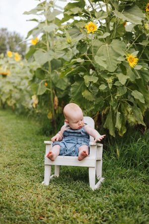 Baby in denim overalls sits on small white wooden chair among tall sunflower plants.