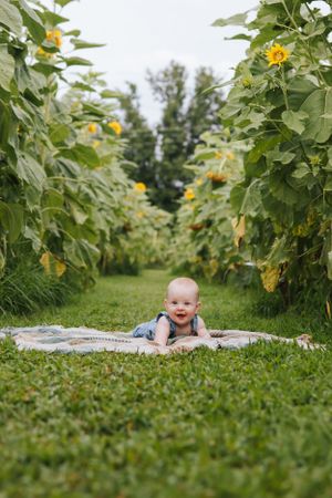 Happy baby lying on blanket between rows of tall sunflowers in garden path.