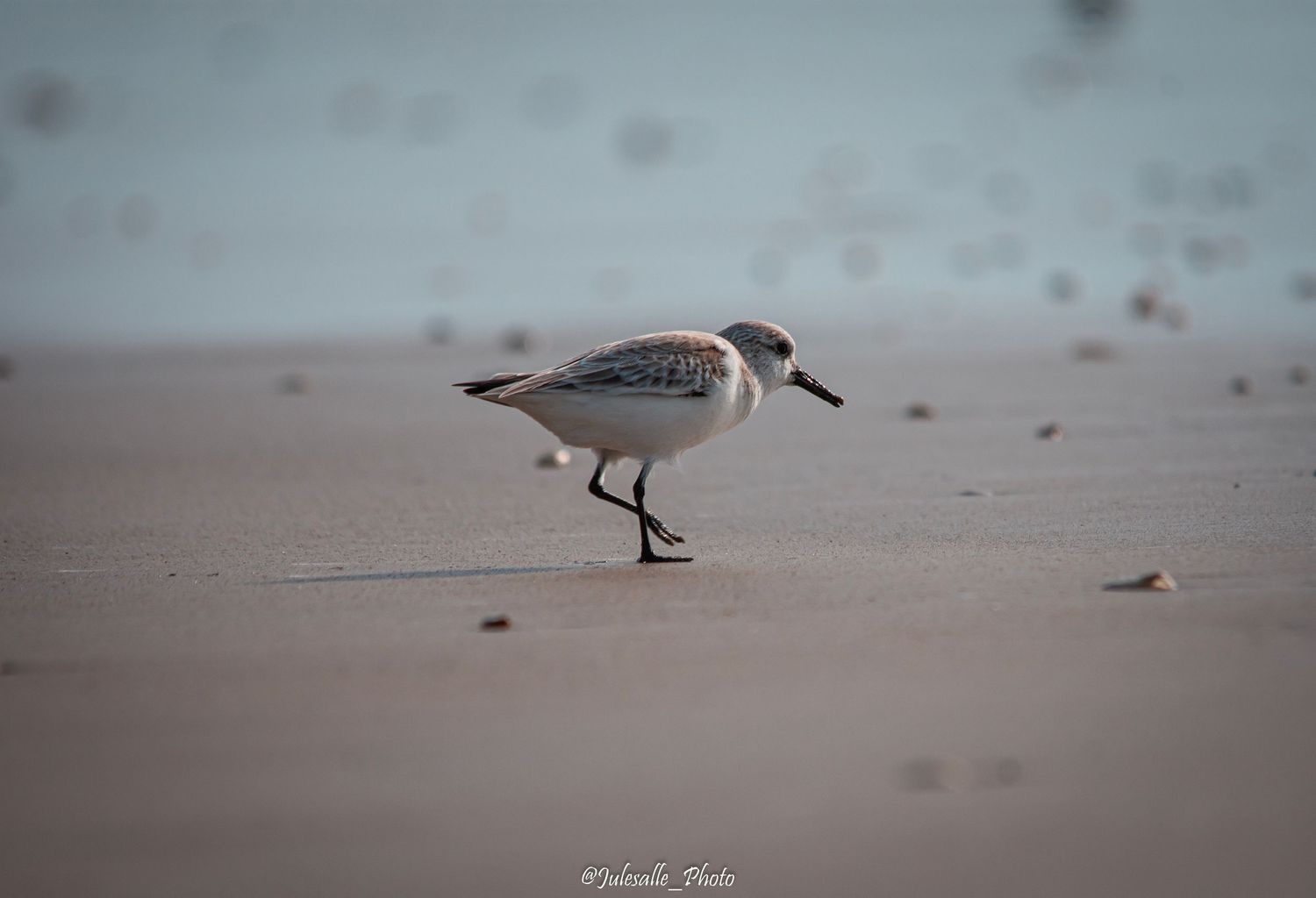 Bécasseau Sanderling