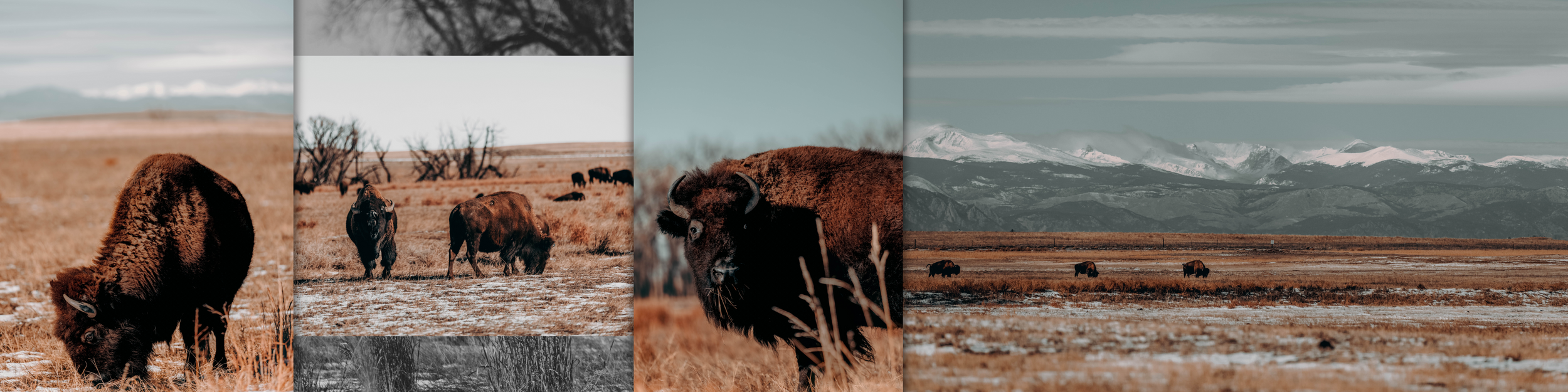 Jade Made LLC Denver colorado freelancer