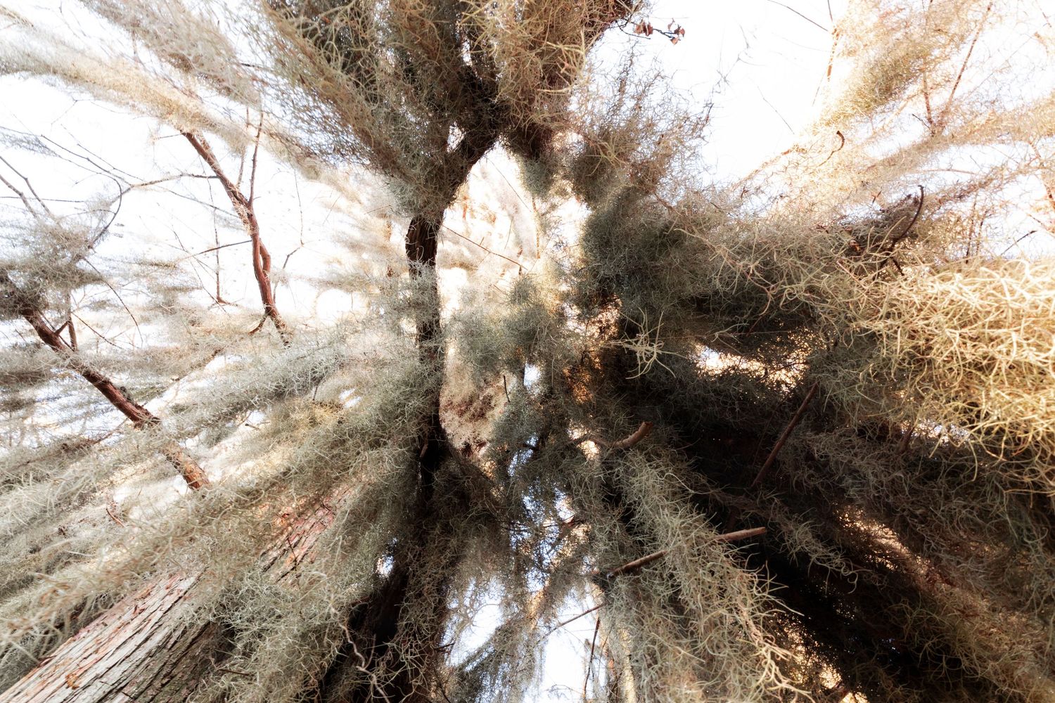 Beautiful spanish moss falling from cypress trees
