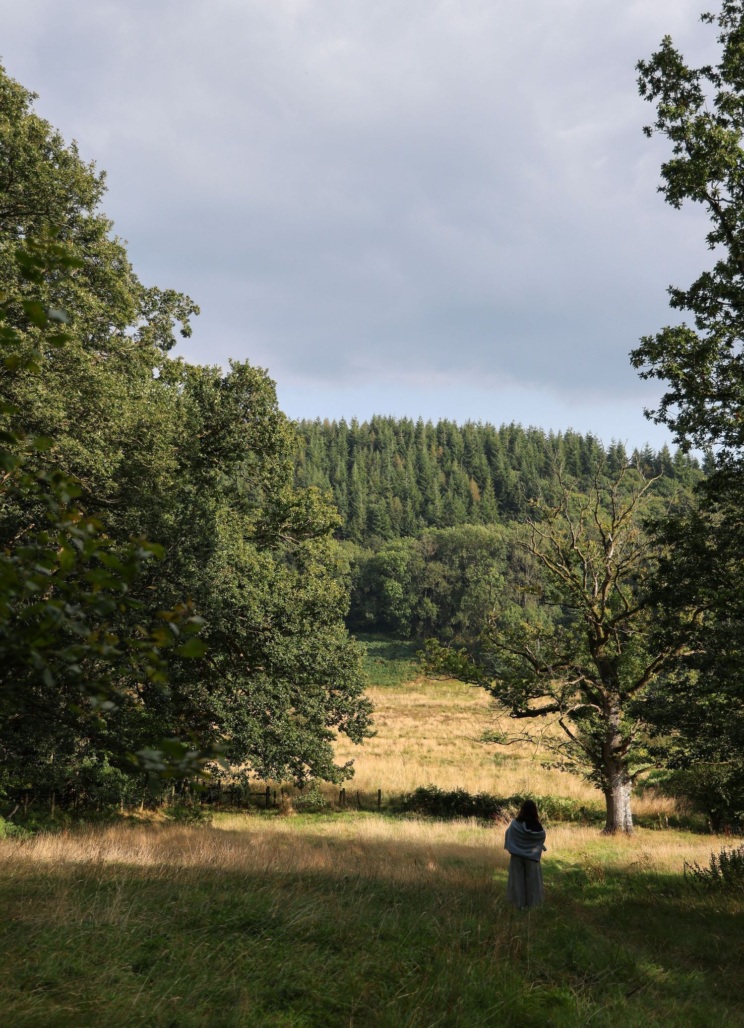 Person standing in a green meadow framed by tall forest trees.