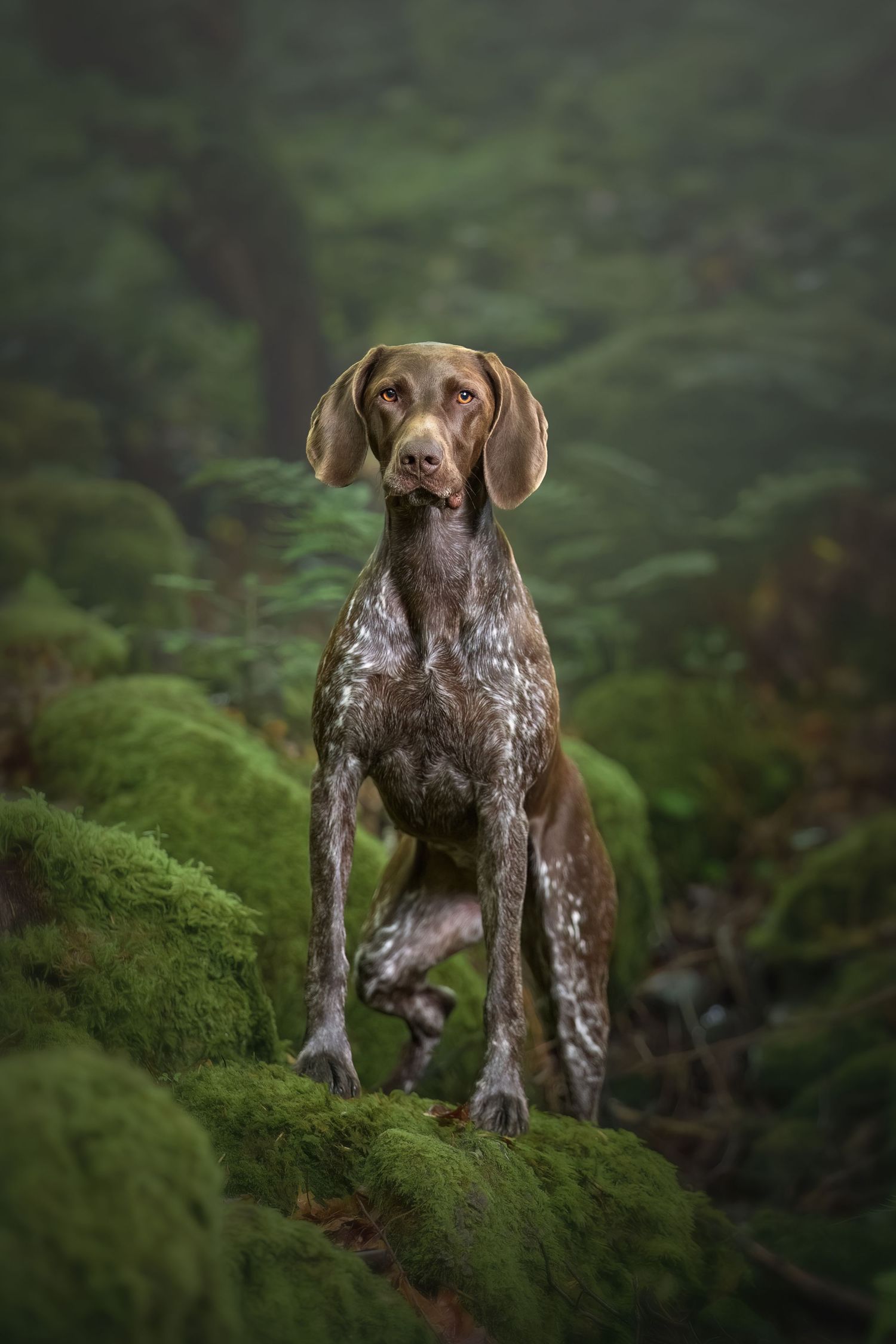 Dog Portraits Fine Art Prints Photography Packages Outdoor Photography Sessions Wales Photographer Bespoke Photography