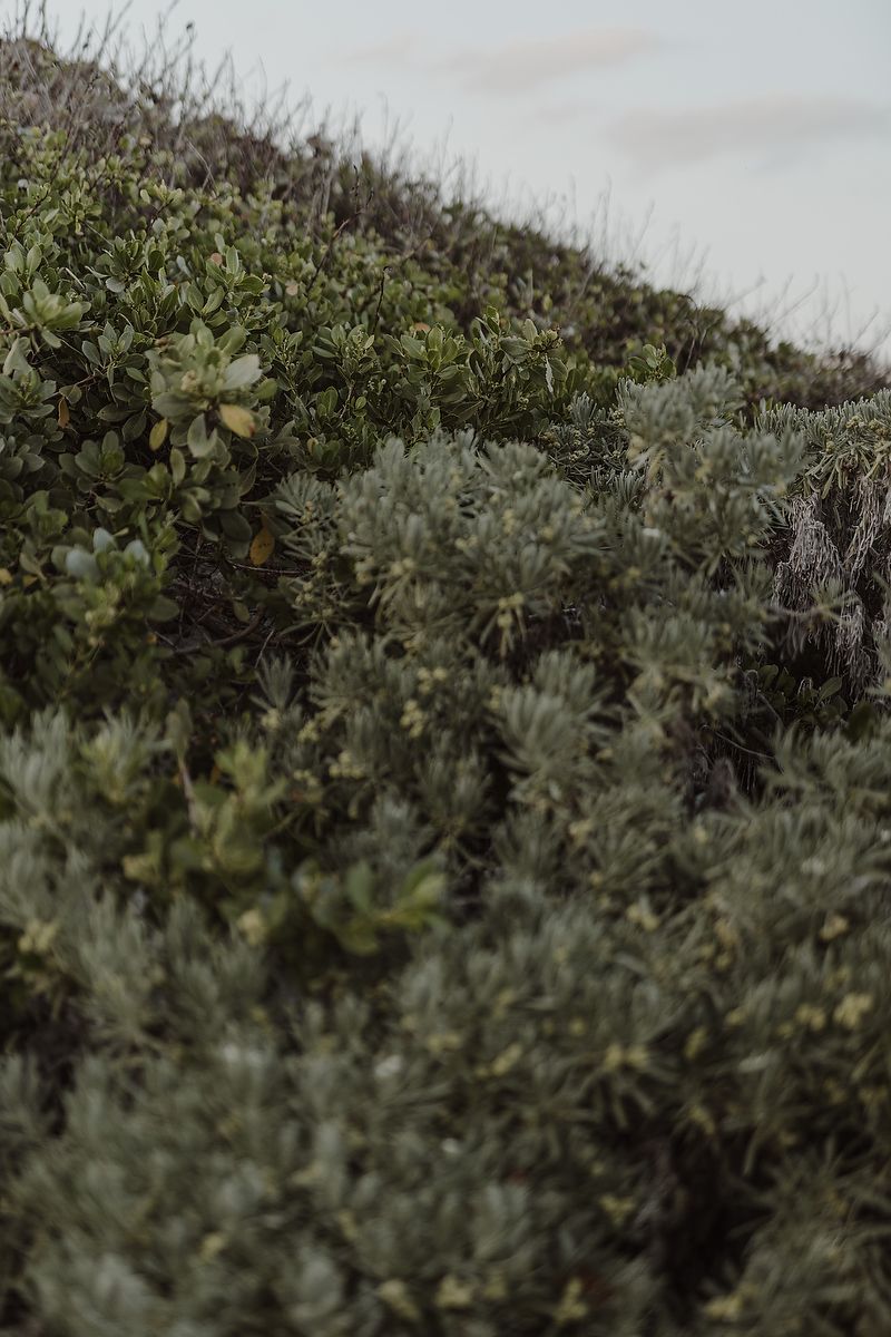 Detail of jungle textures in Riviera Maya maternity photography.
