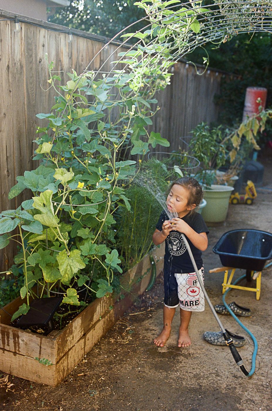 Garden hose watering raised vegetable beds in a backyard garden.