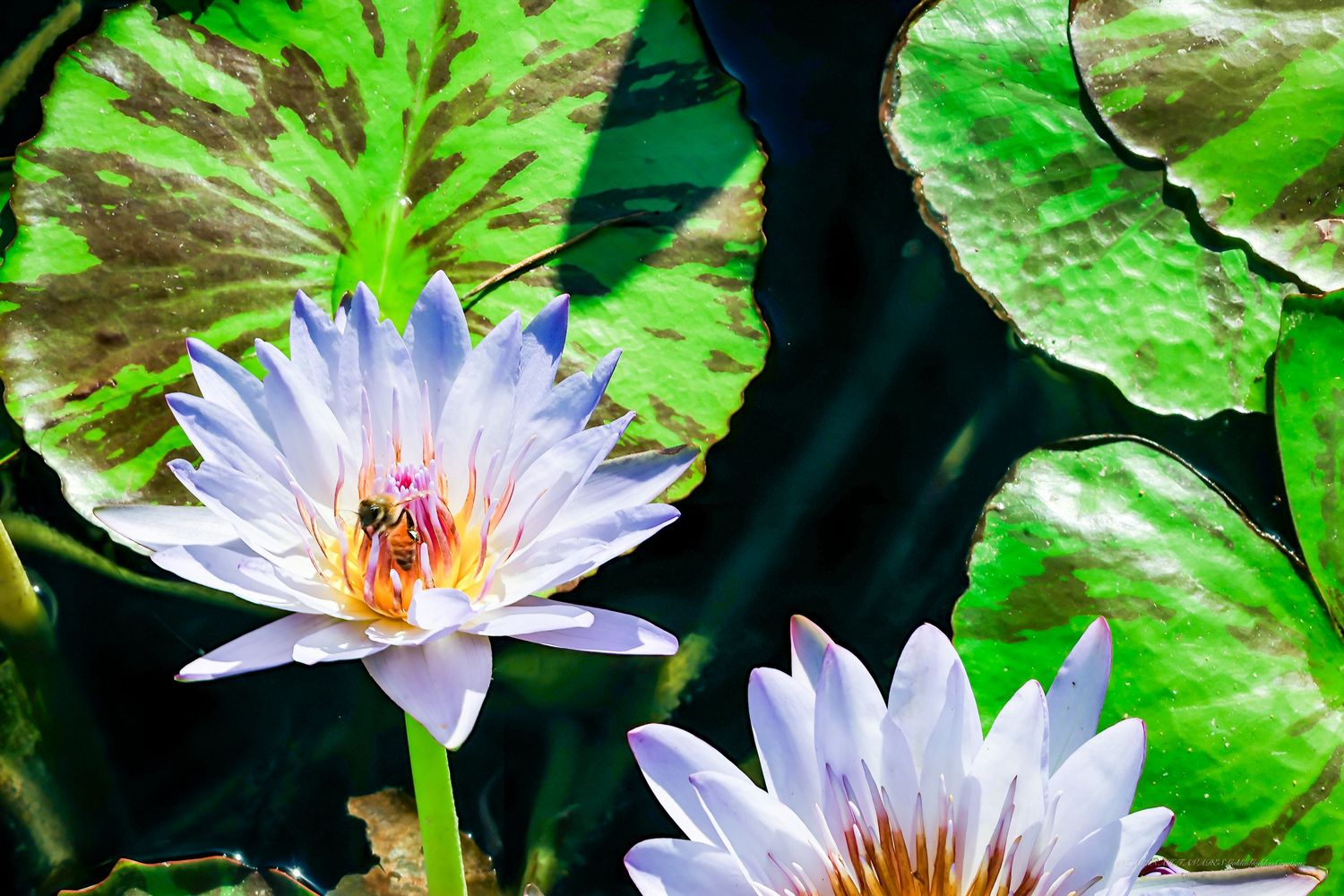 Purple water lily flowers bloom among bright green lily pads in a tranquil pond setting.